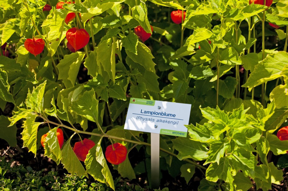 Apothekergarten